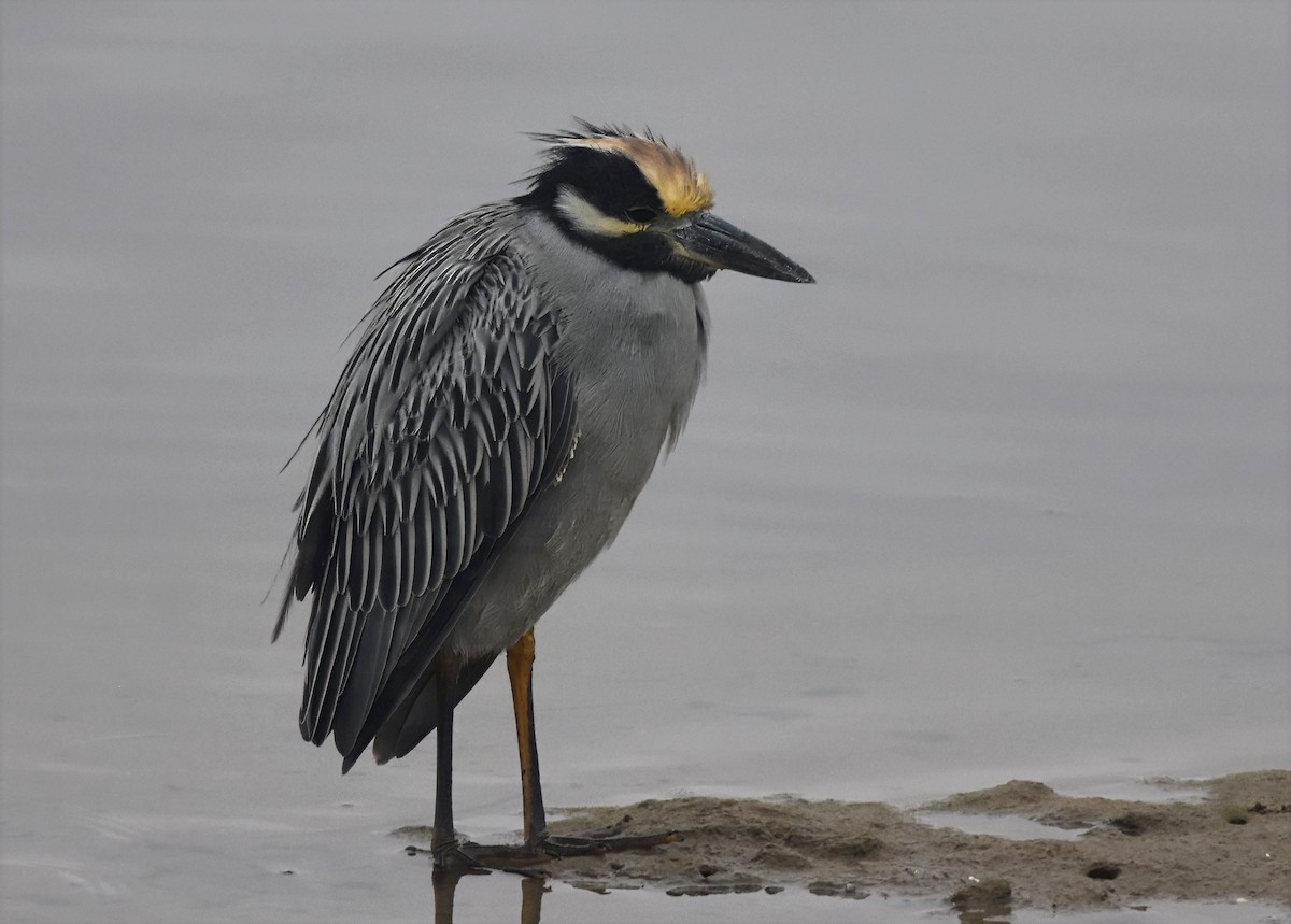 אנפת לילה צהובת-כיפה - ML644657706