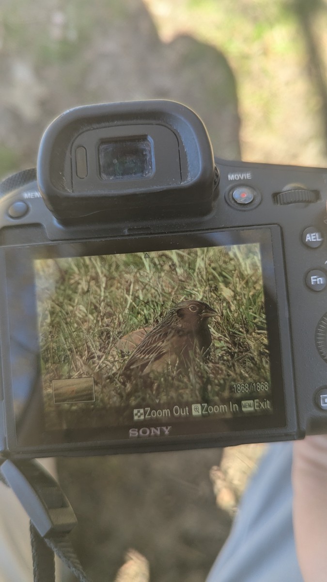 Heuschreckenammer - ML644657707