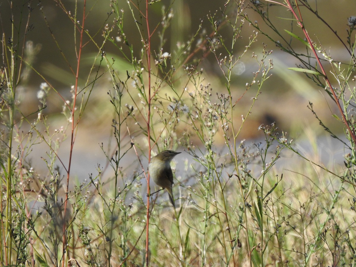 Урианхайн дууч шувуу - ML644657708