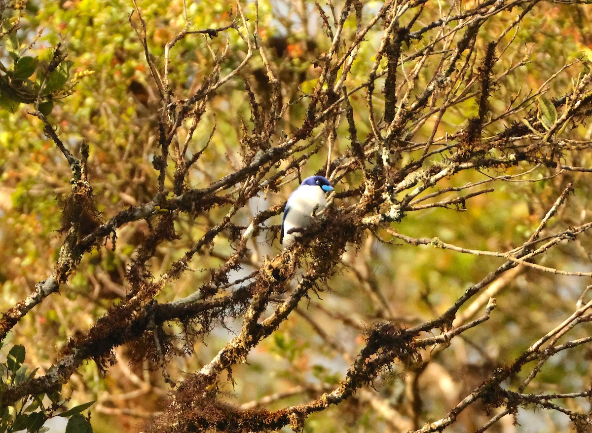 Ванга блакитна - ML644657709