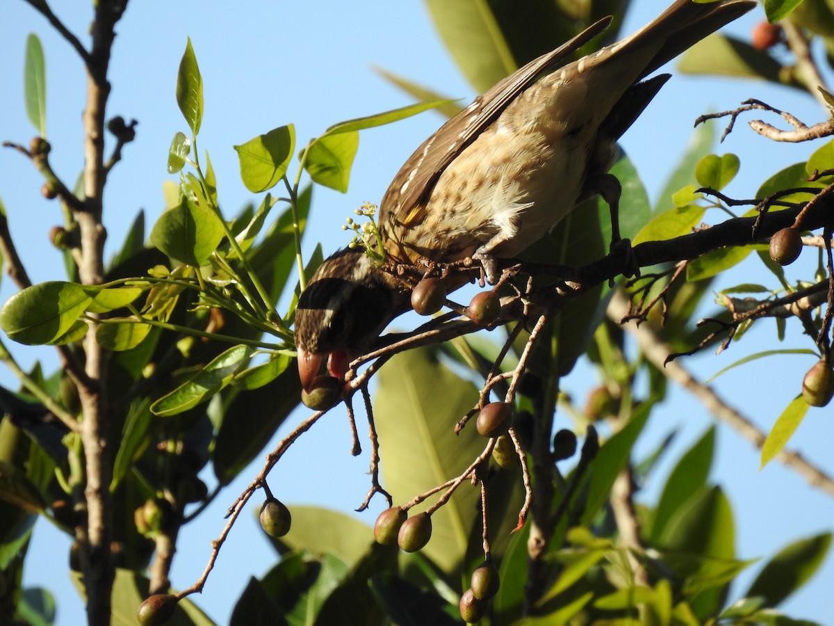 Rose-breasted Grosbeak - ML644657710