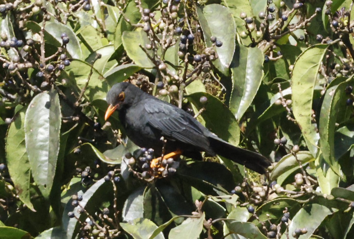 Indian Blackbird (Sri Lanka) - ML644657711