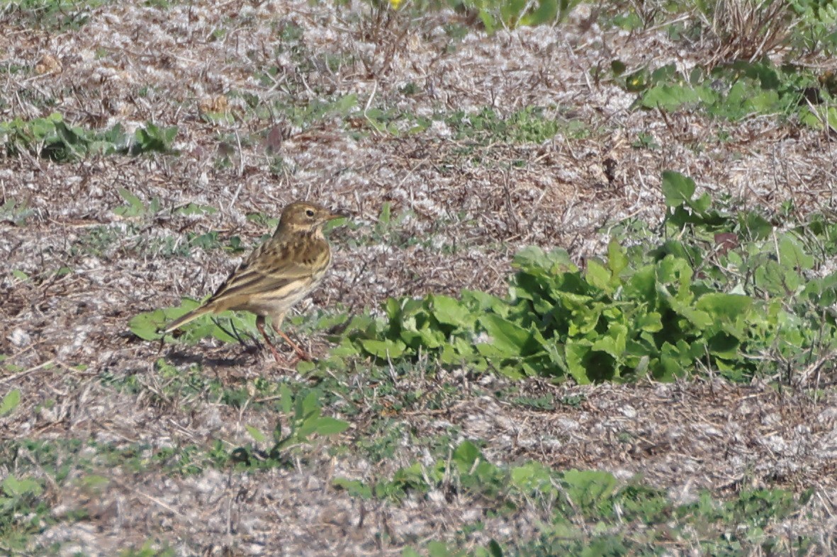 Negu-txirta - ML644657712