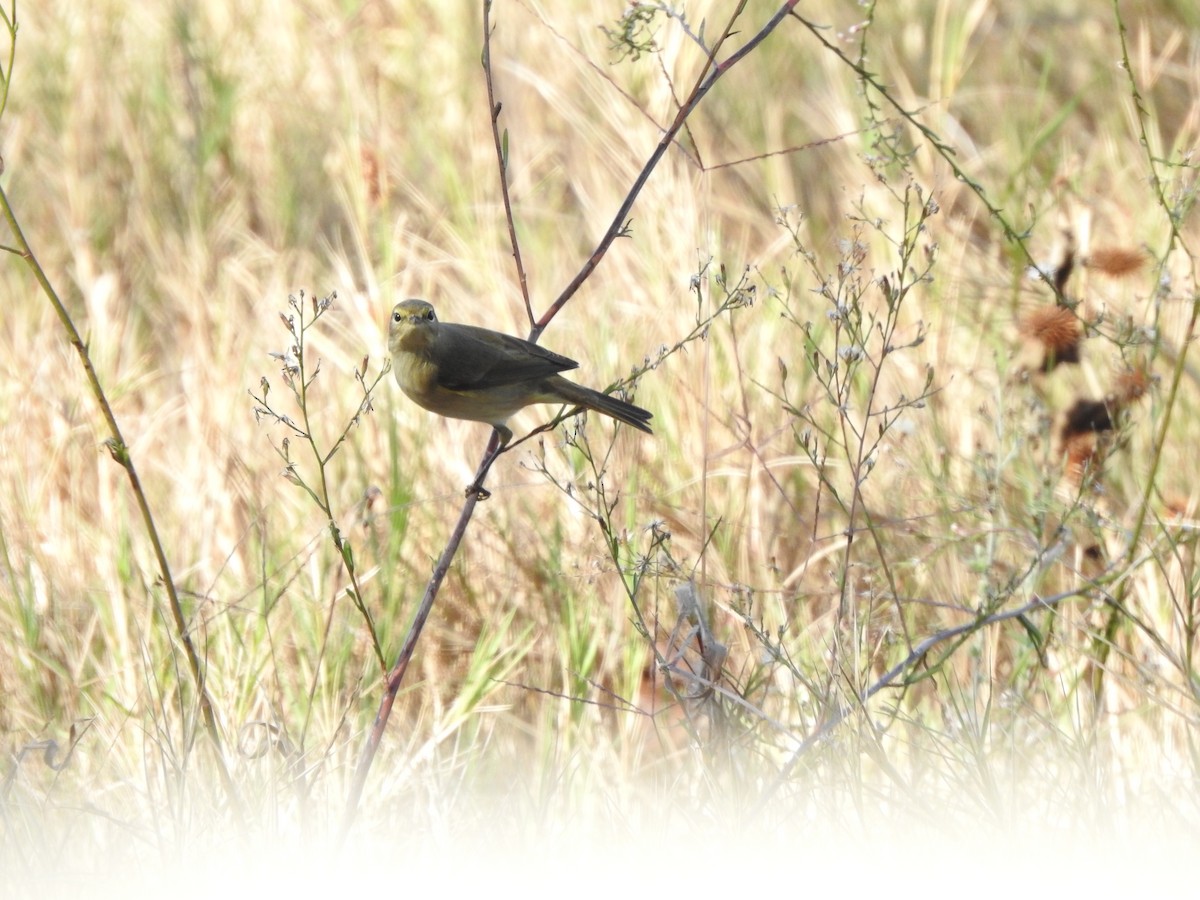 Урианхайн дууч шувуу - ML644657715