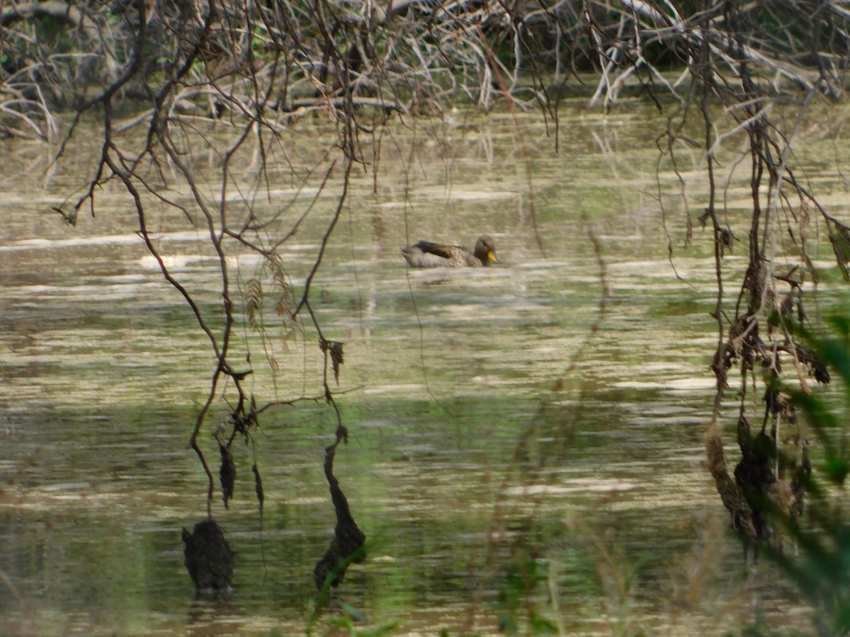 Sarcelle tachetée - ML644657718