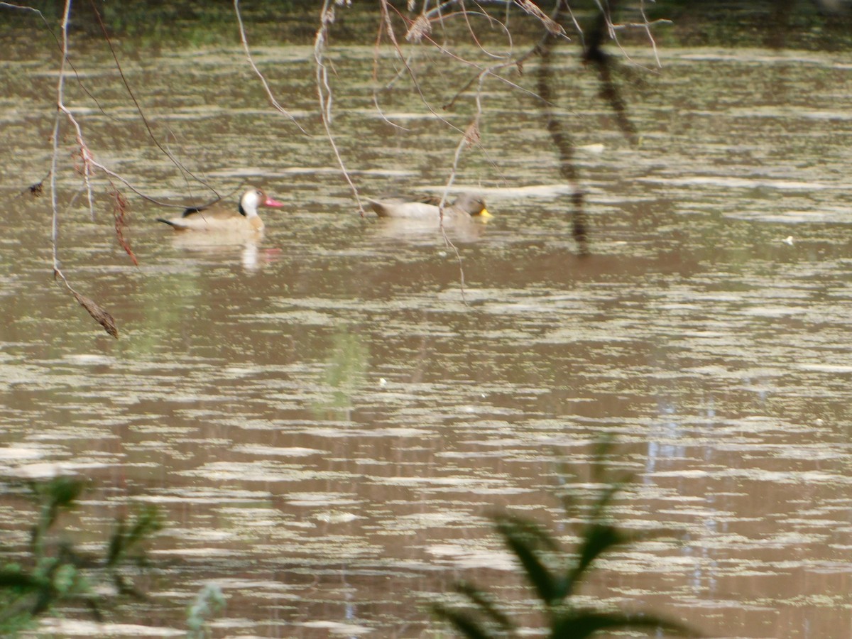 Sarcelle tachetée - ML644657719