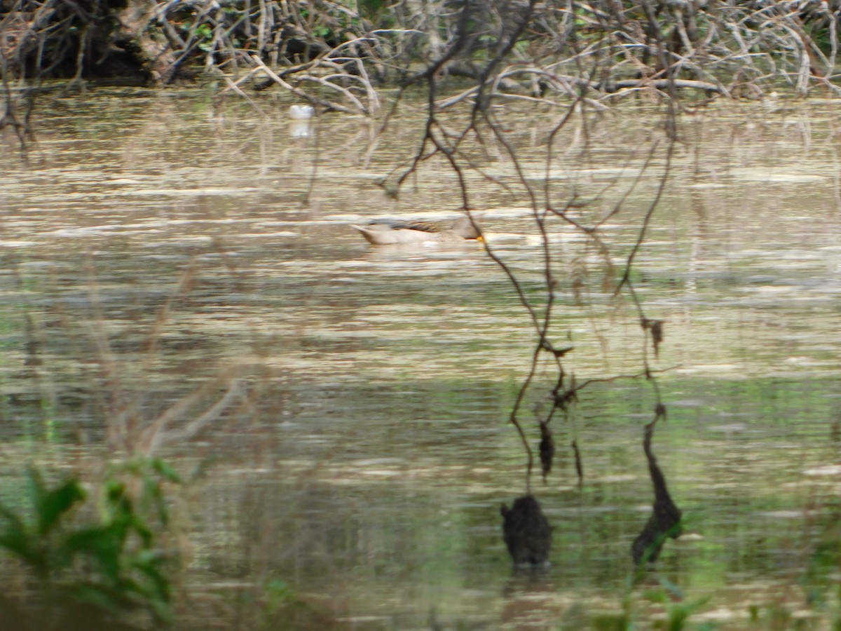 Sarcelle tachetée - ML644657720