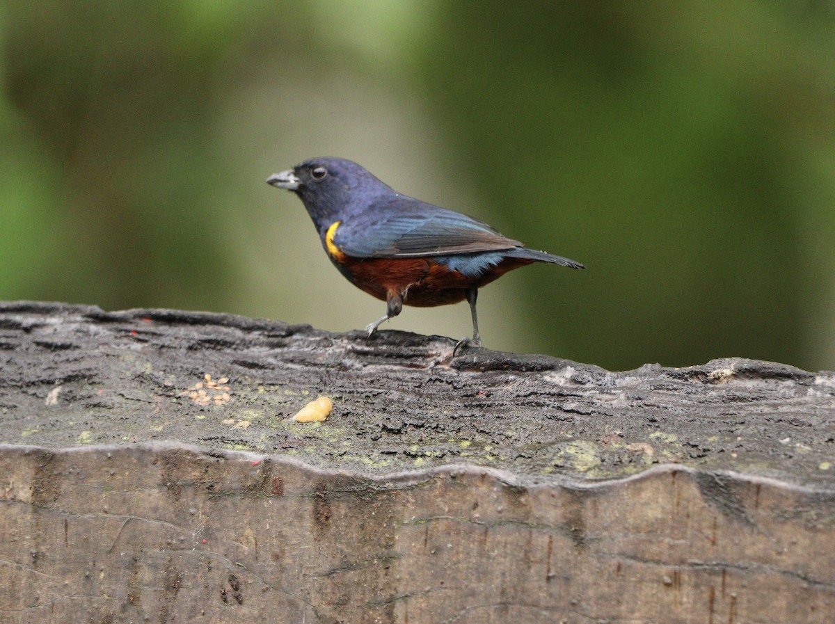 Chestnut-bellied Euphonia - ML644657721