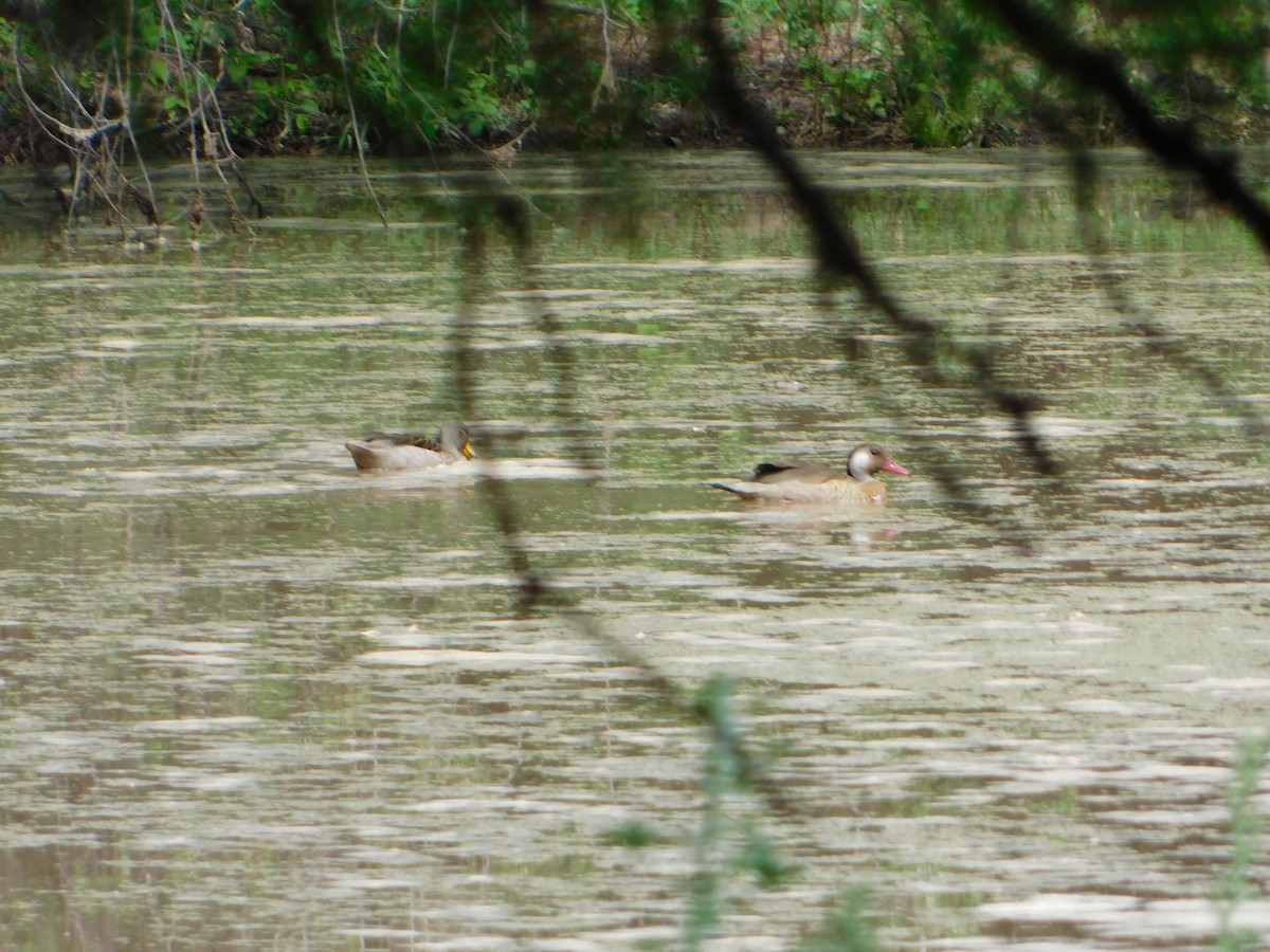 Brazilian Teal - ML644657722