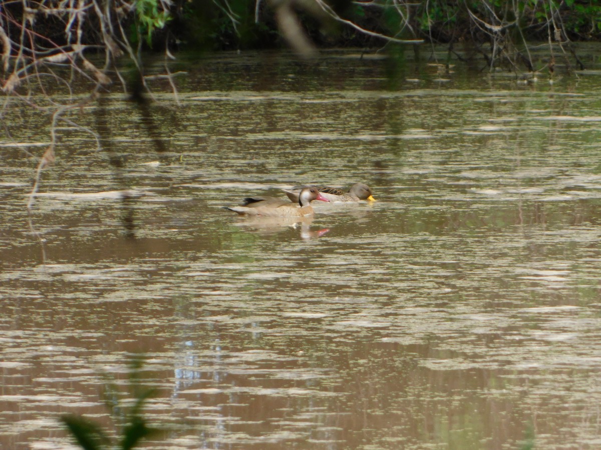 Brazilian Teal - ML644657723