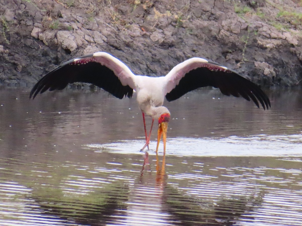 Yellow-billed Stork - ML644657724