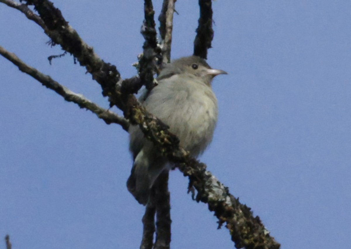 Dicée à bec rouge - ML644657725