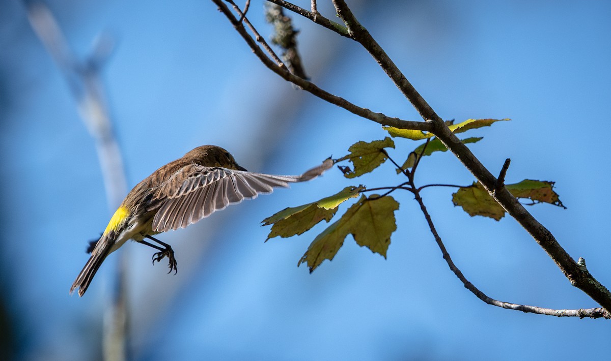 Yellow-rumped Warbler - ML644657726