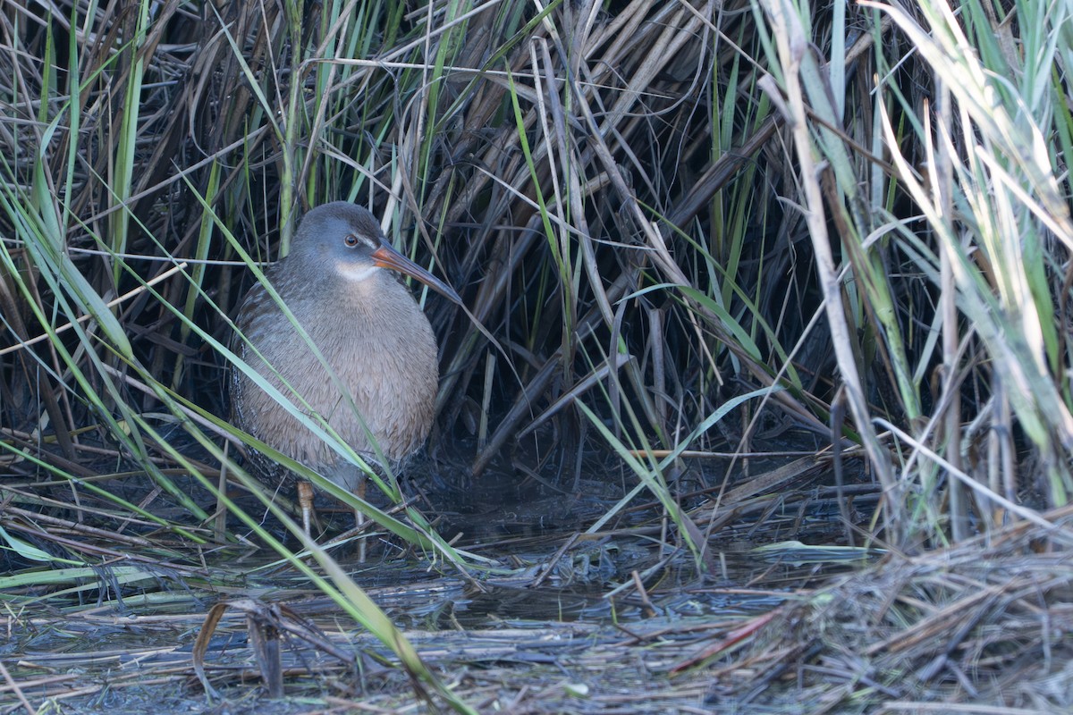 Clapper Rail - ML644657729