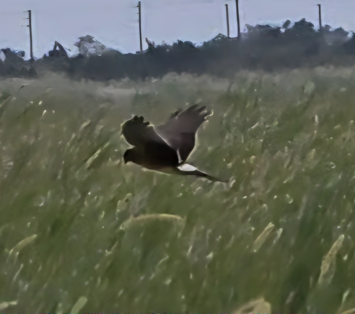 Northern Harrier - ML644657730