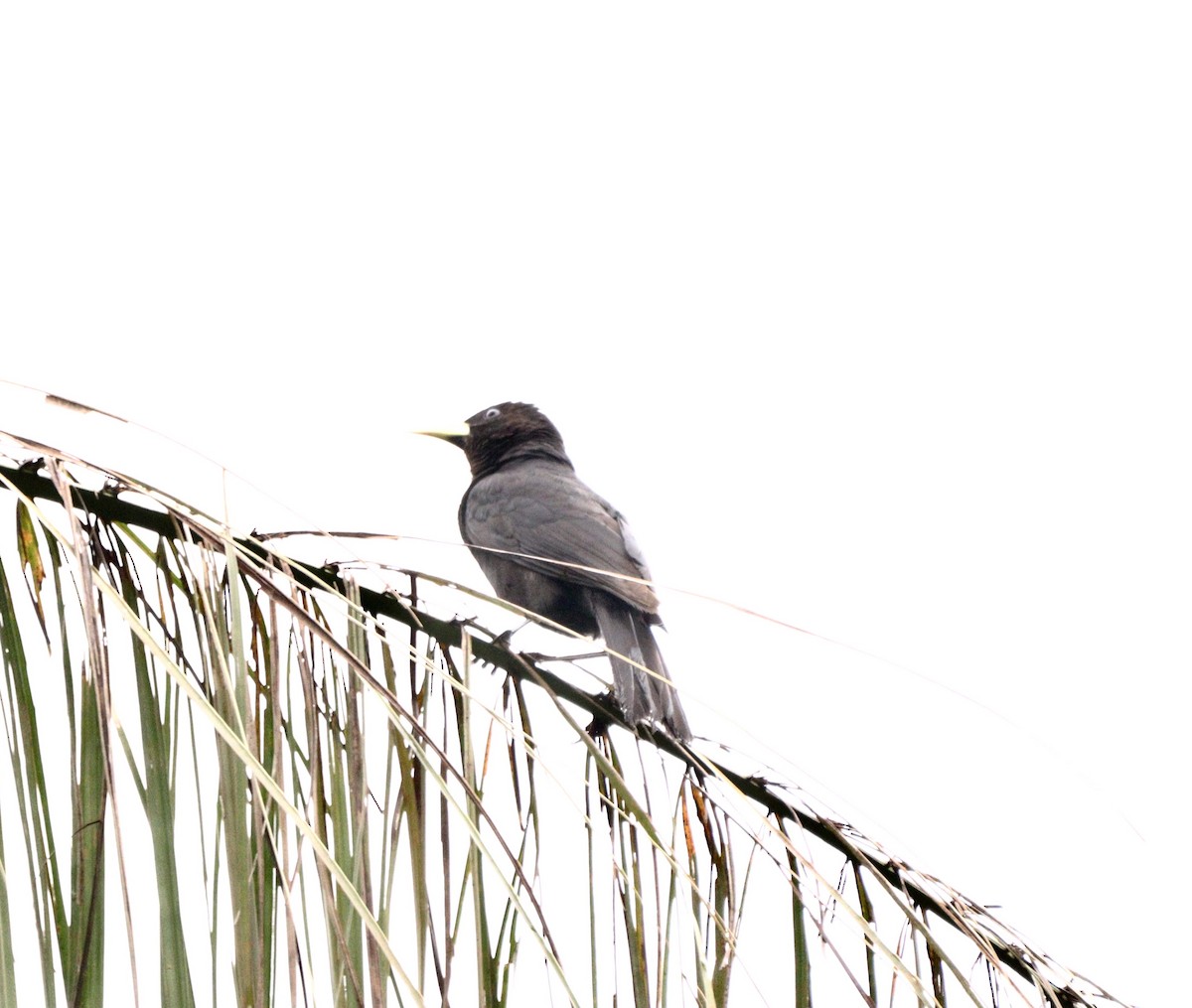 Red-rumped Cacique - ML644657731