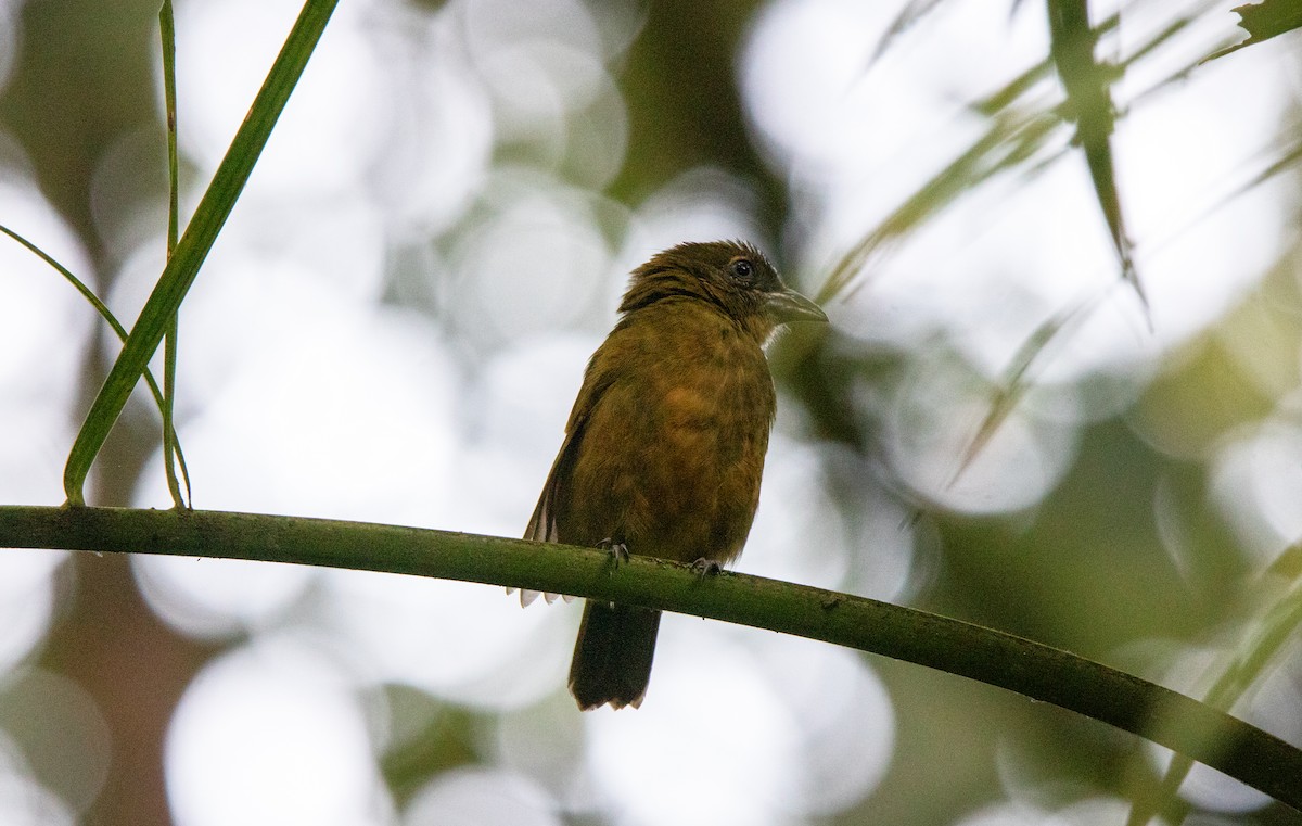 Ochre-breasted Tanager - ML644657732