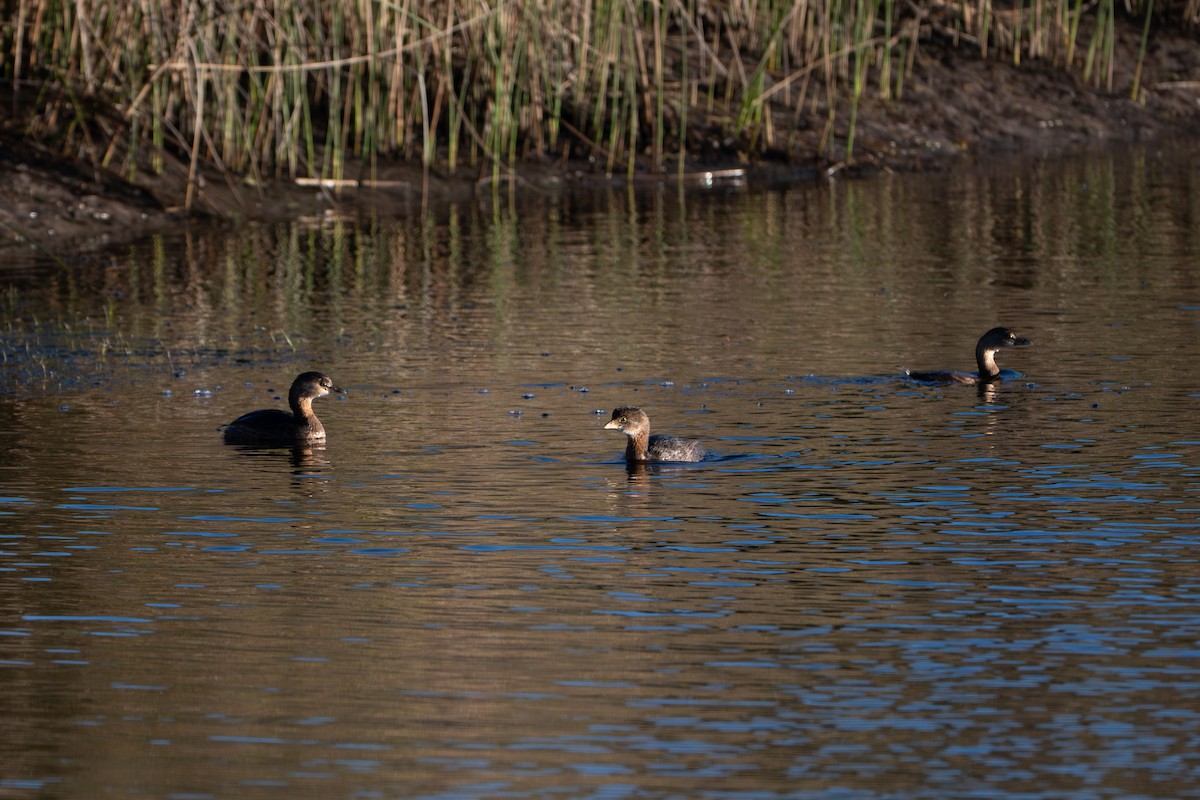 Pied-billed Grebe - ML644657733
