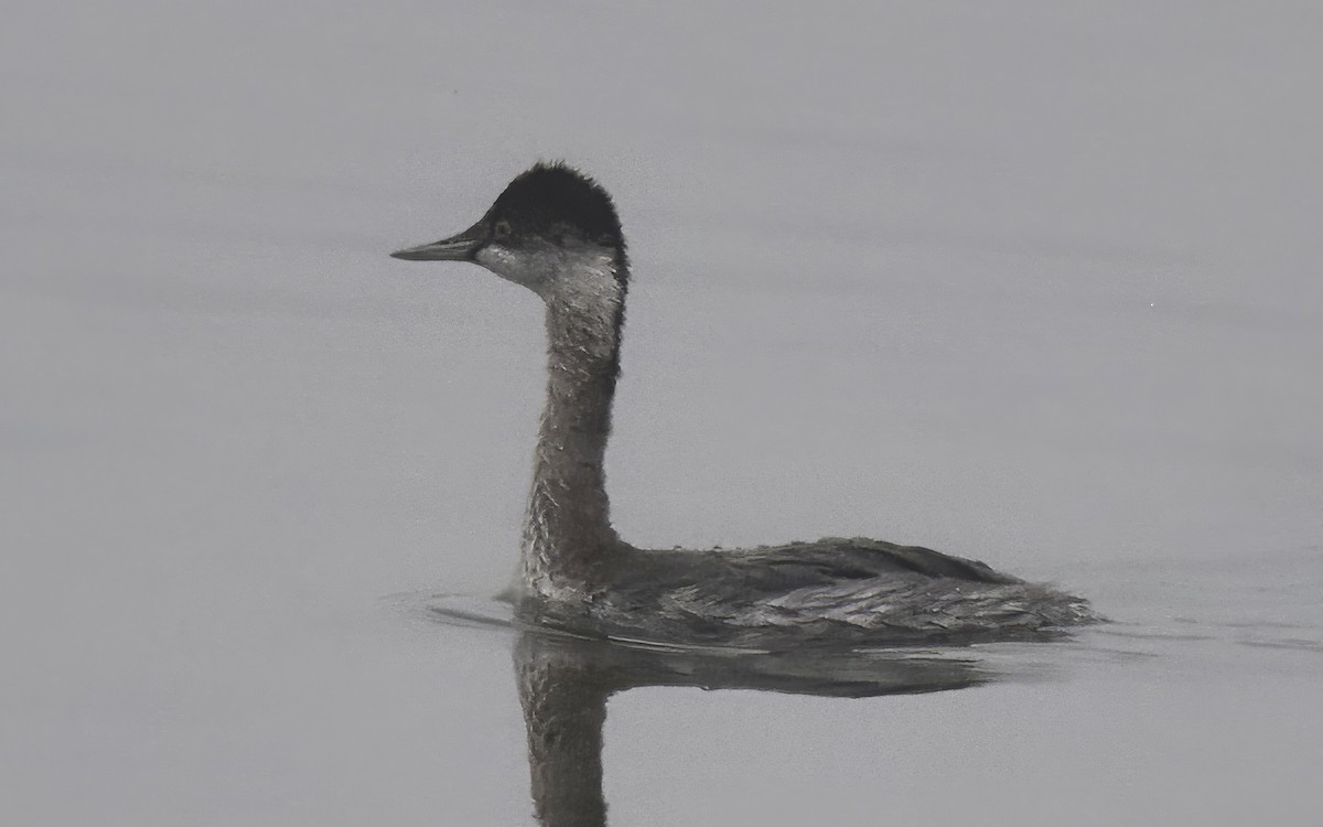 Халтар шунгуур - ML644657735