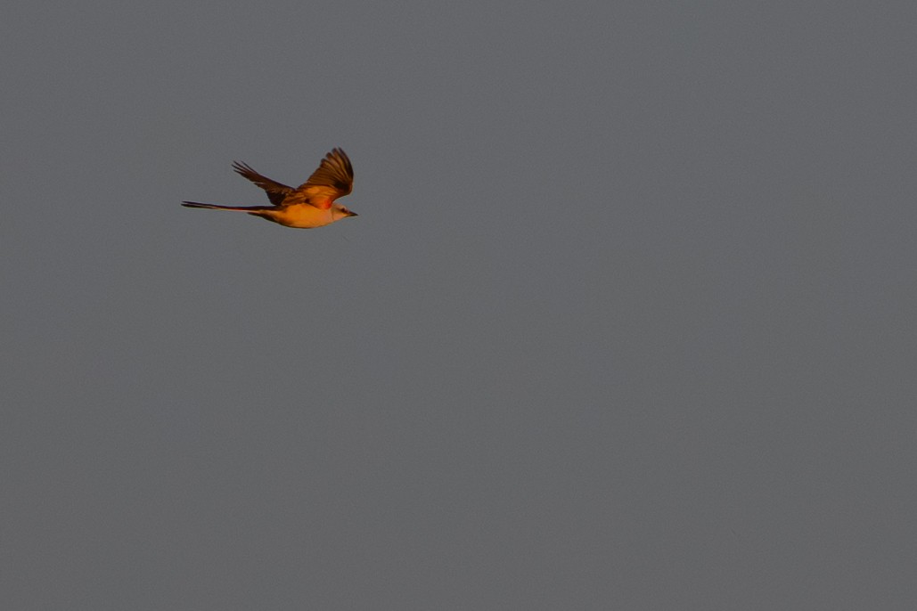 Scissor-tailed Flycatcher - ML644657736