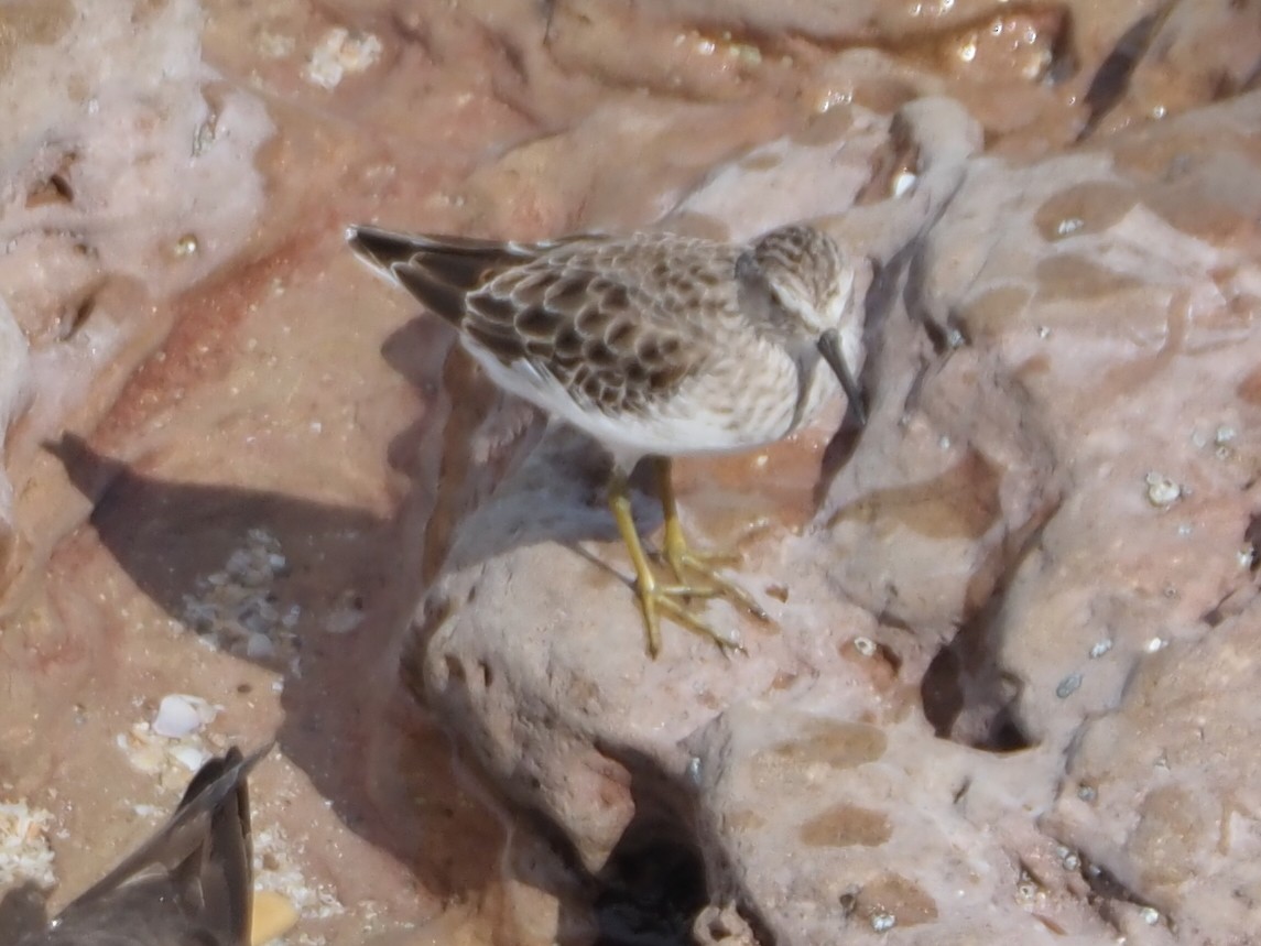 Least Sandpiper - ML644657737