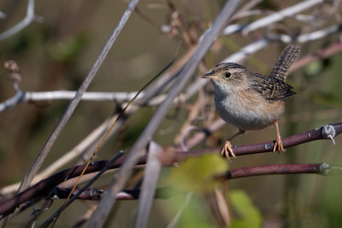 Sedge Wren - ML644657739