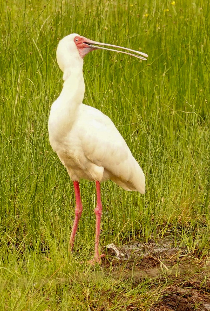 African Spoonbill - ML644657741