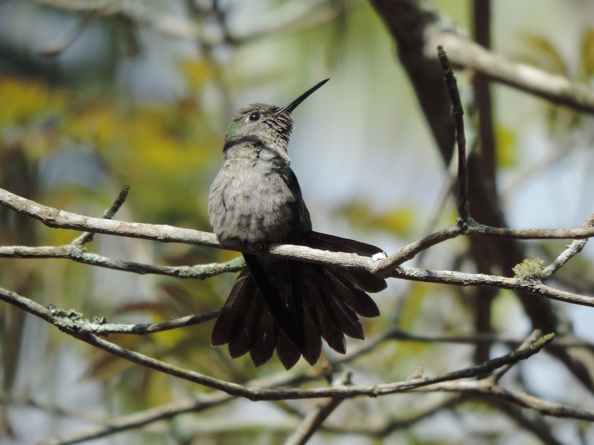 Sombre Hummingbird - ML644657742