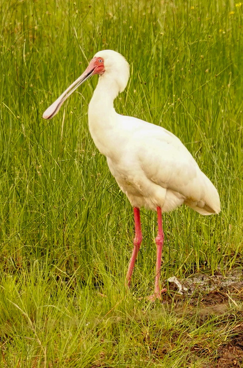African Spoonbill - ML644657743