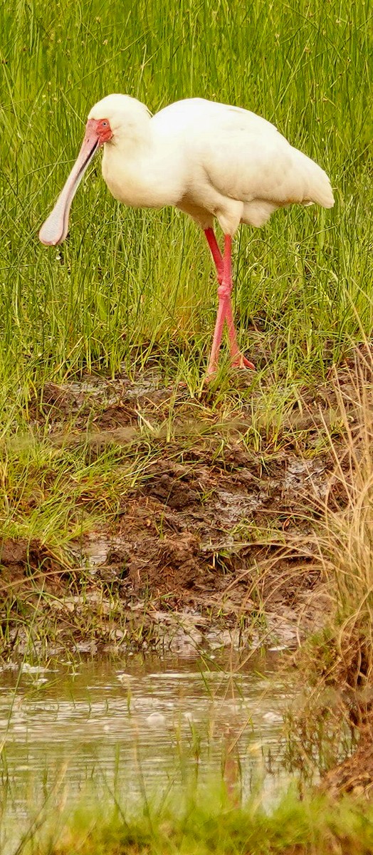 African Spoonbill - ML644657744