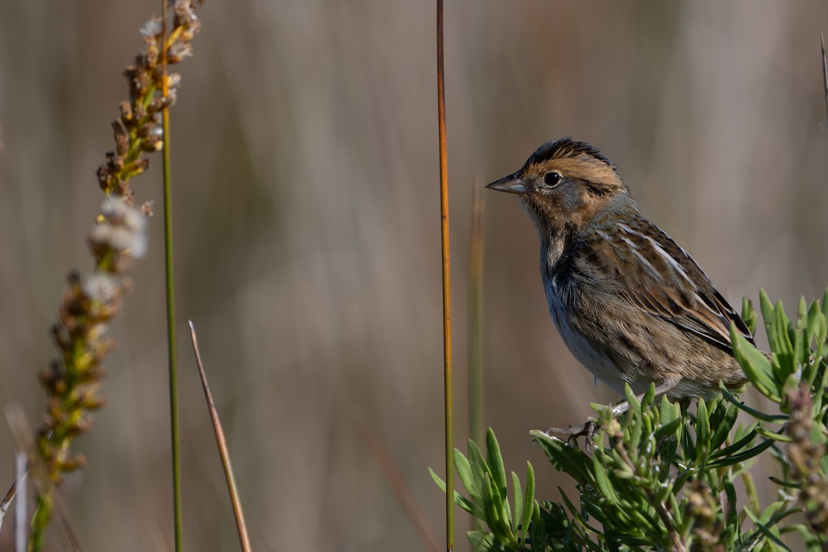 Nelson's Sparrow - ML644657746