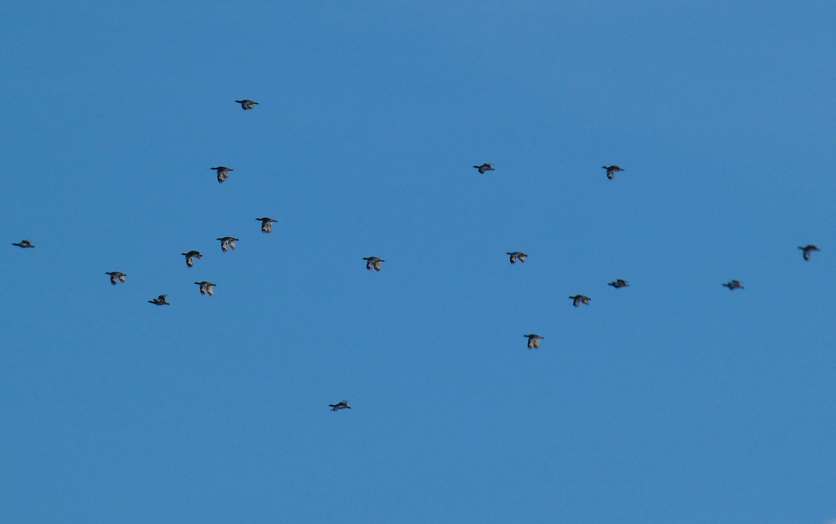 Little Bustard - ML644657747