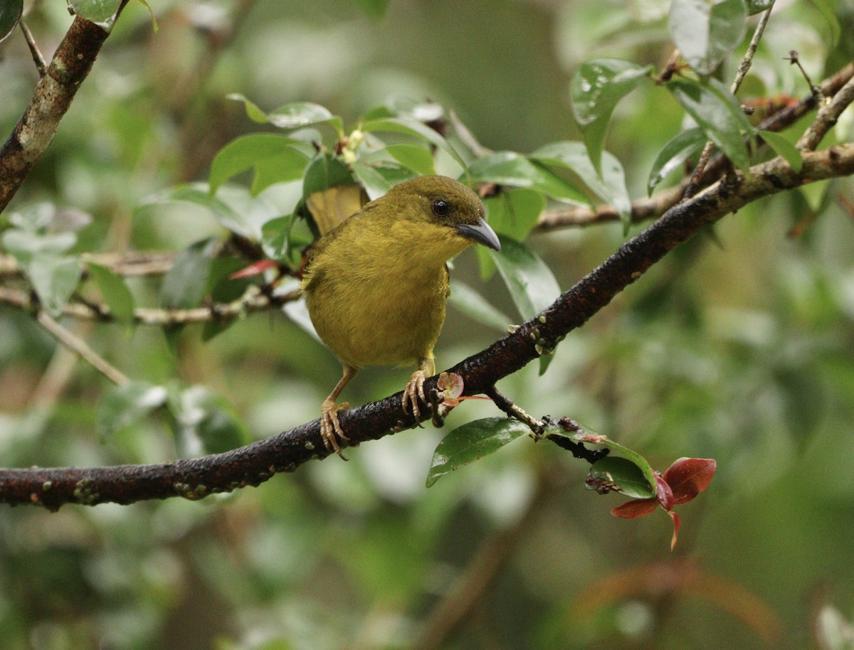 Olive-green Tanager - ML644657748