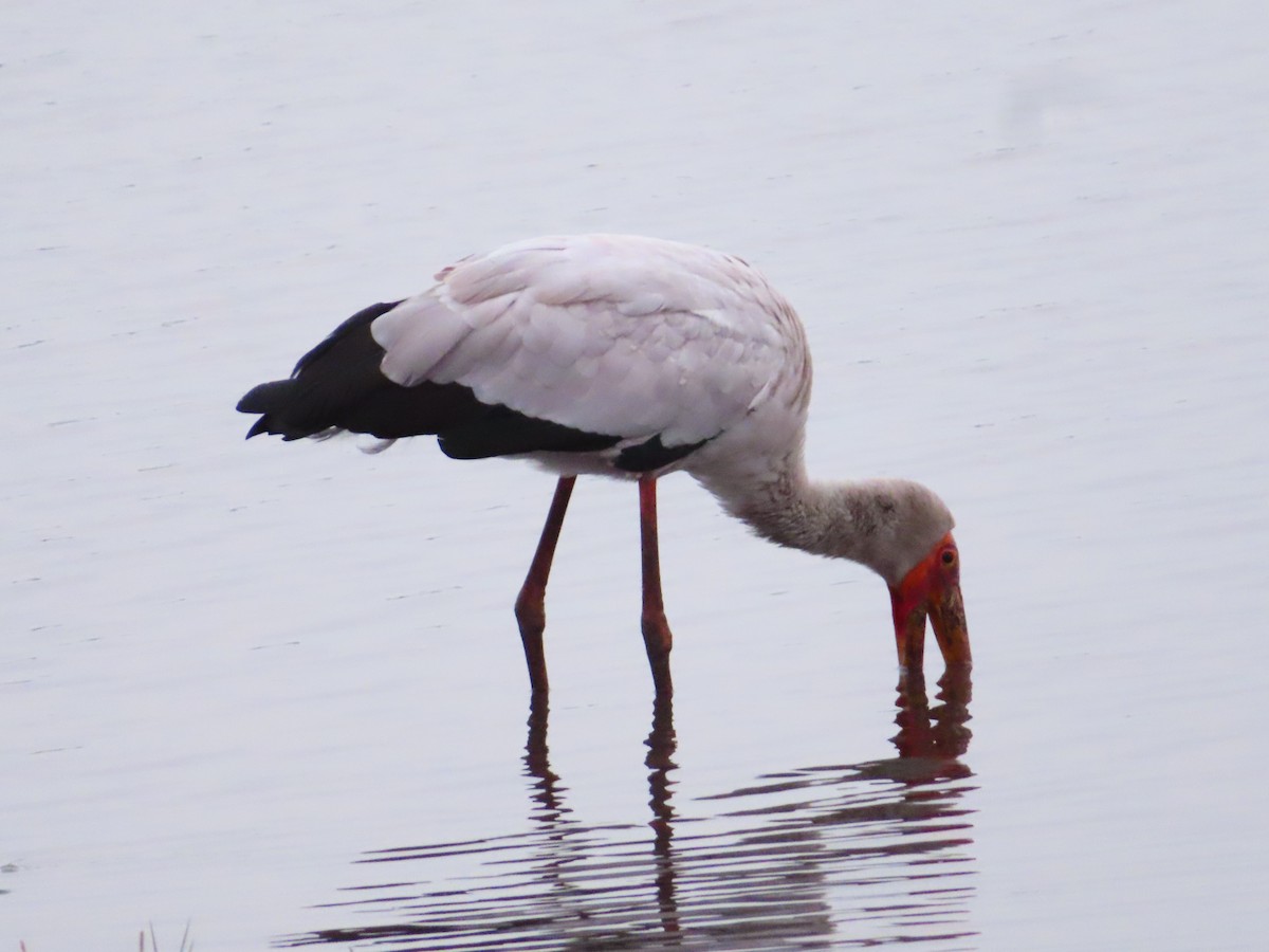 Yellow-billed Stork - ML644657749