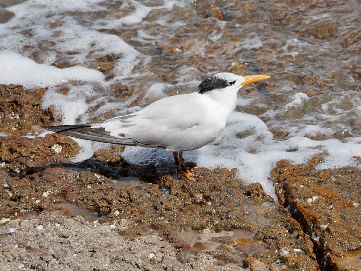 Royal Tern - ML644657750