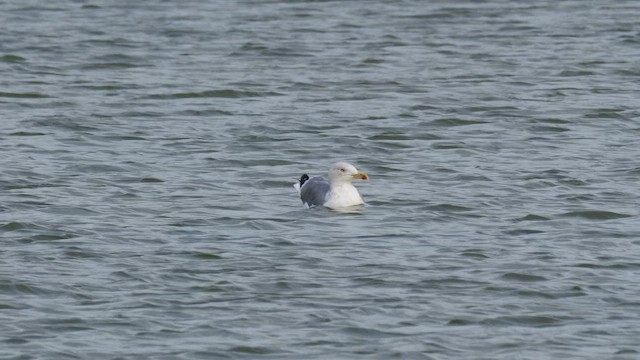 Yellow-legged Gull - ML644657751