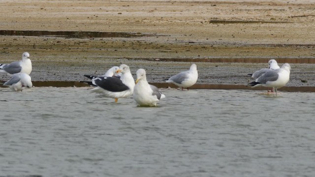 Yellow-legged Gull - ML644657752