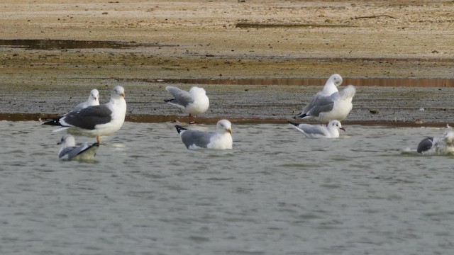 Yellow-legged Gull - ML644657753