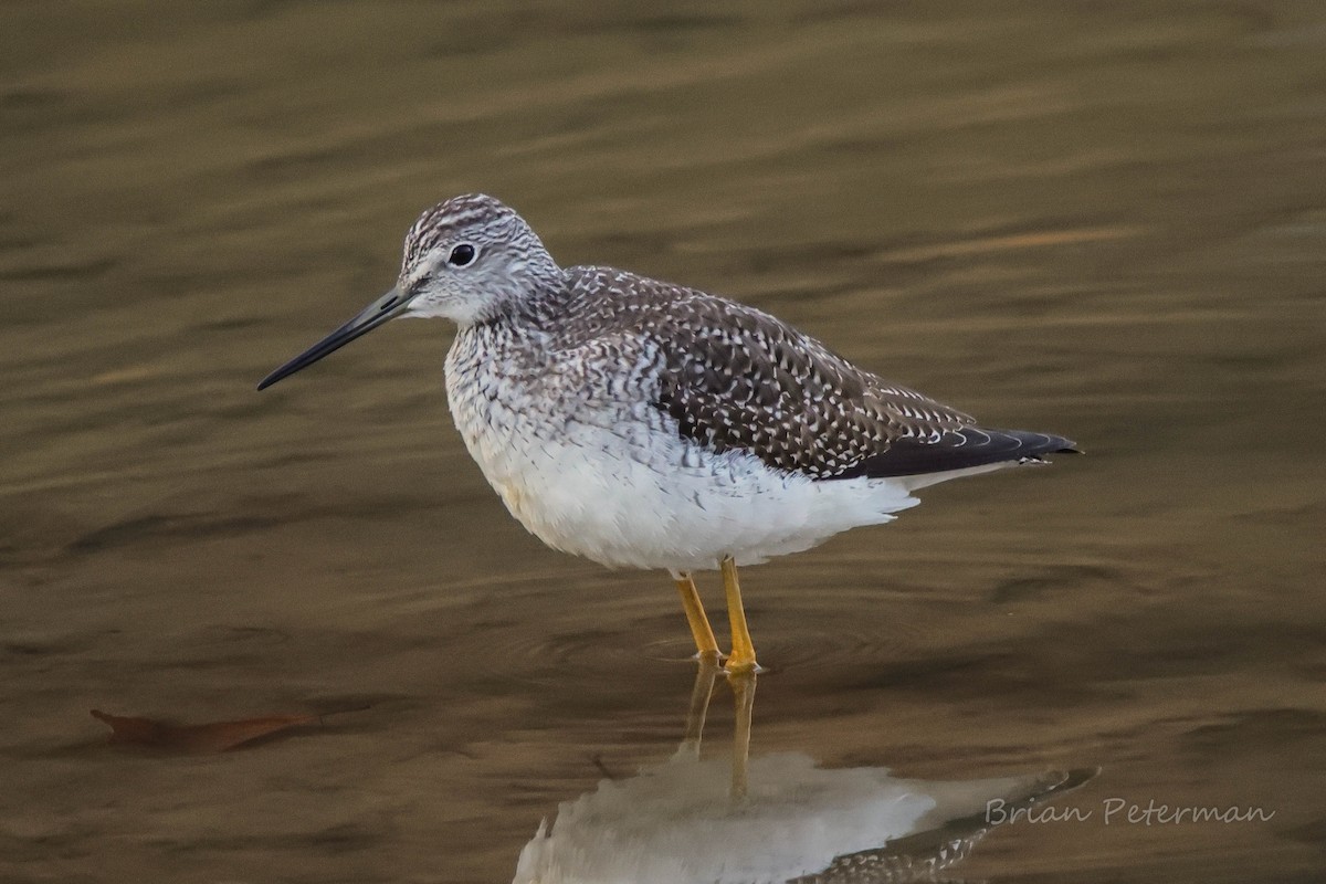 Greater Yellowlegs - ML644657754