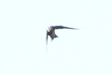 swallow sp. - ML644657756