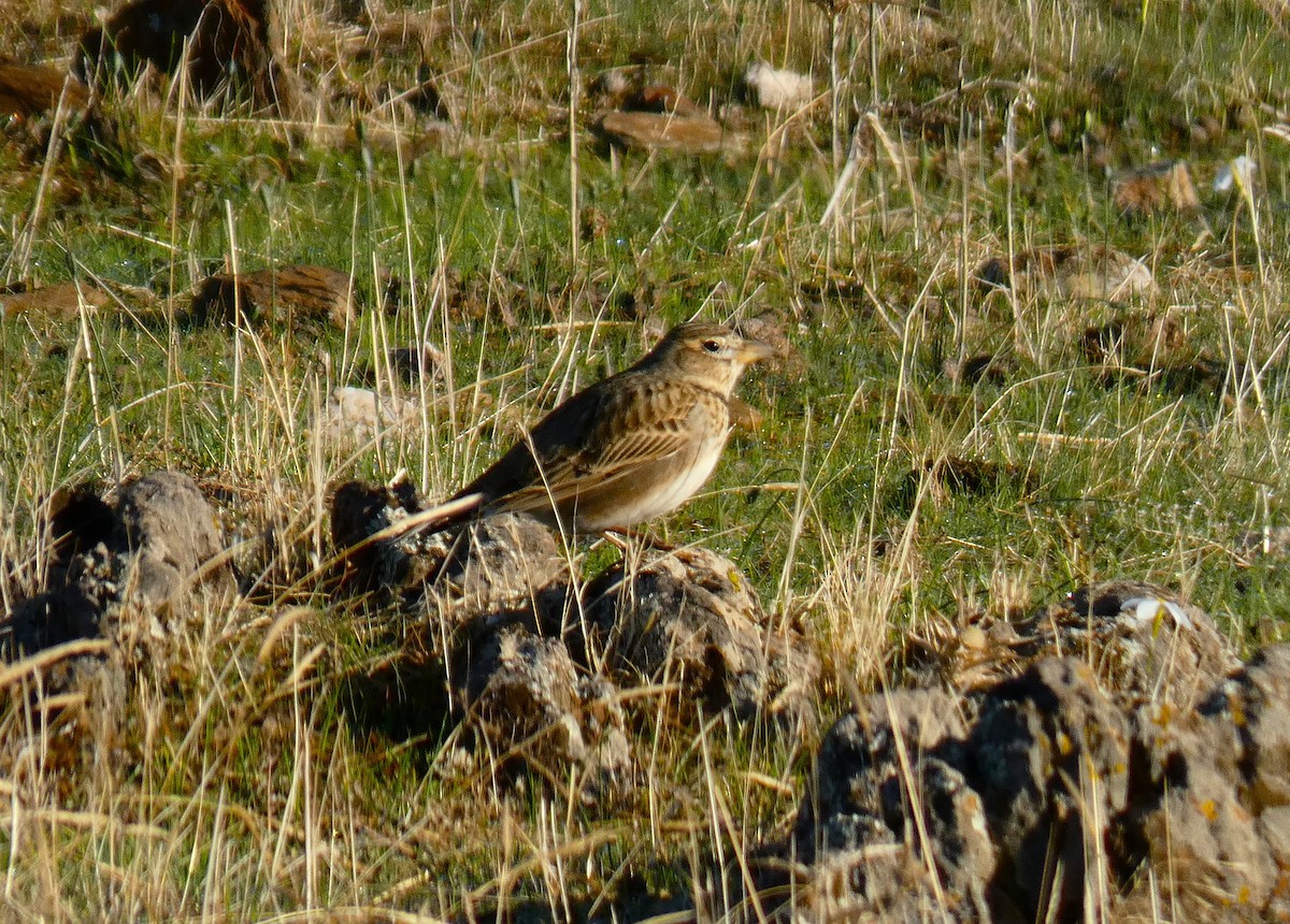 Calandra Lark - ML644657757