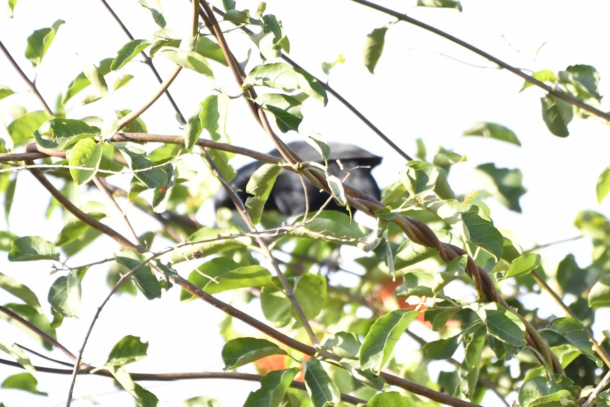 Melodious Blackbird - ML644657759