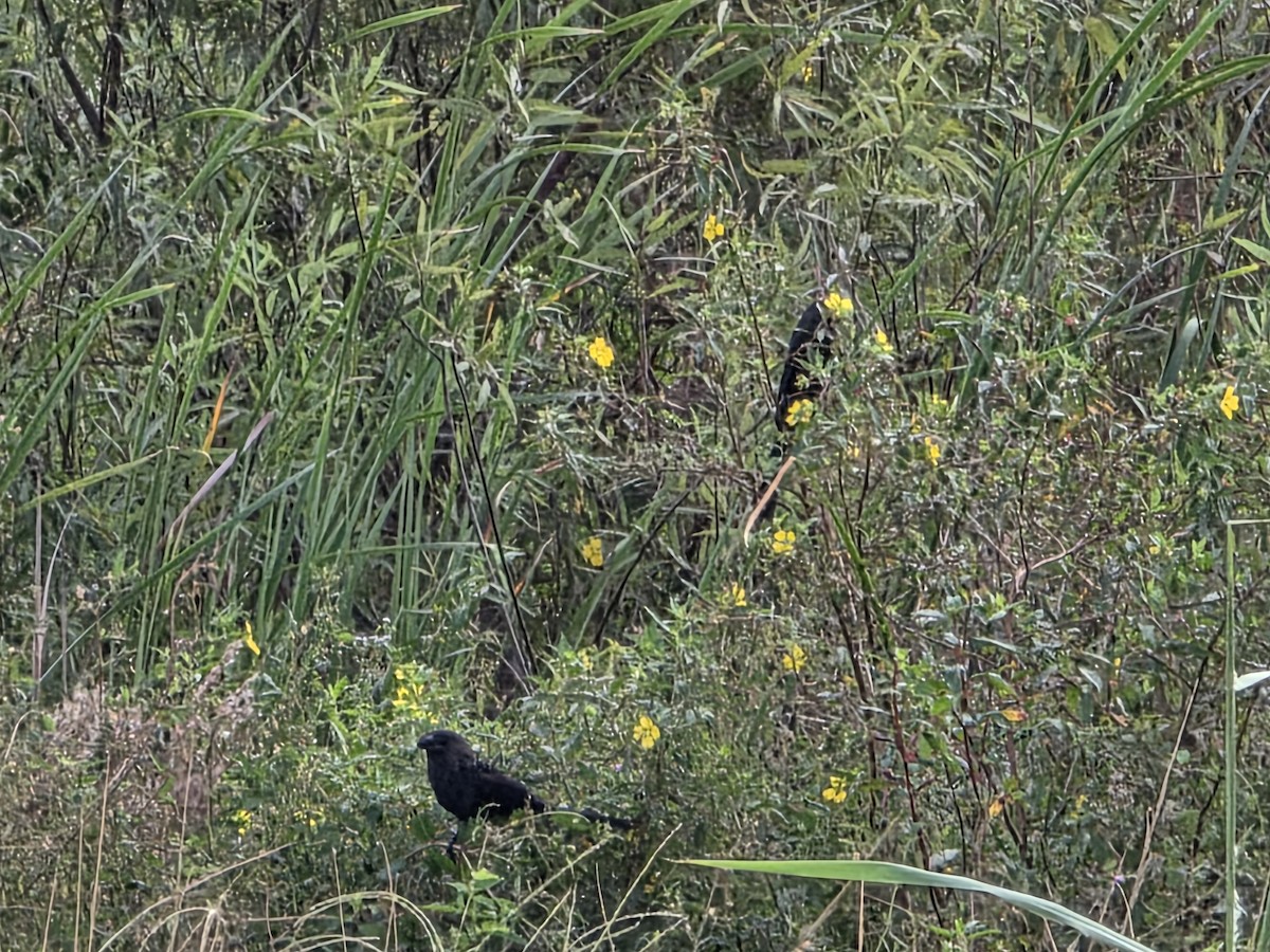 Smooth-billed Ani - ML644657761