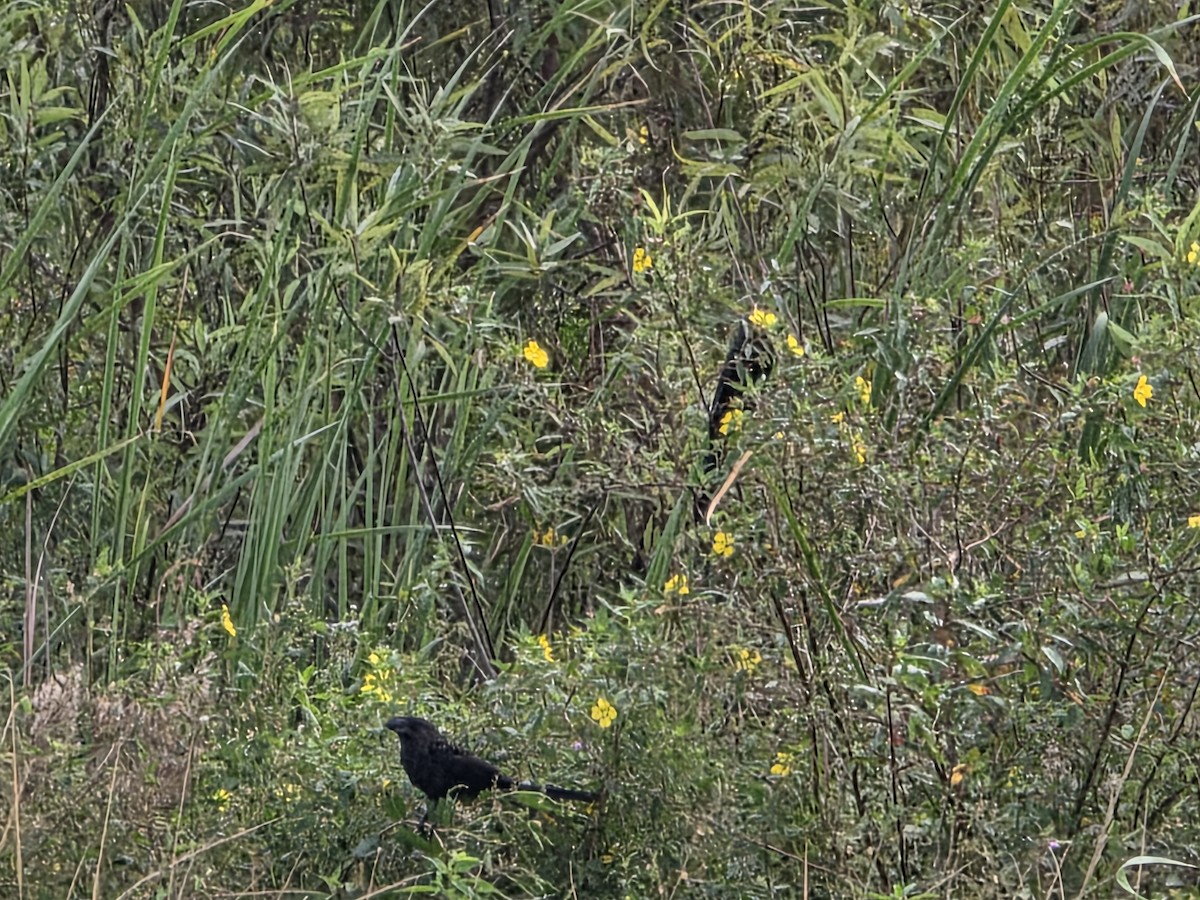 Smooth-billed Ani - ML644657762