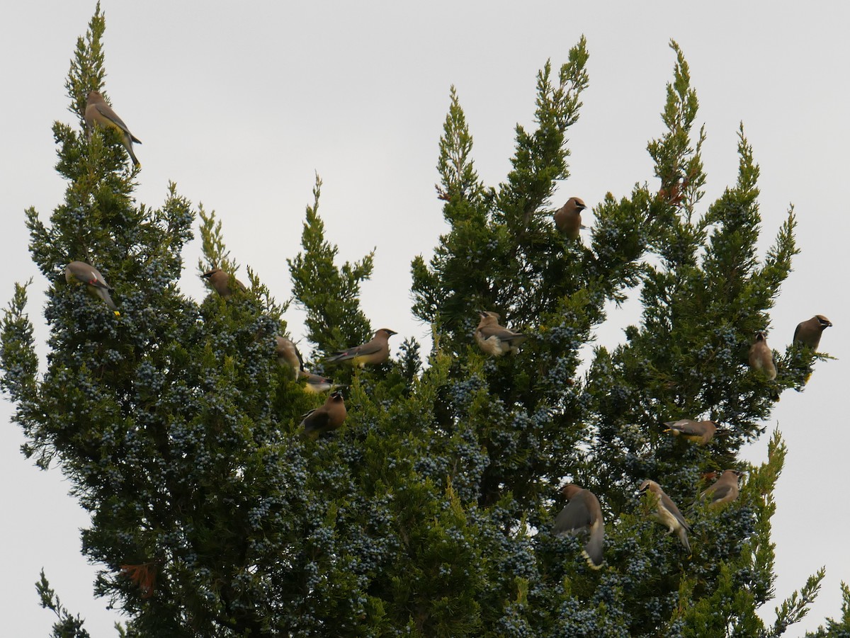 Cedar Waxwing - ML644657766