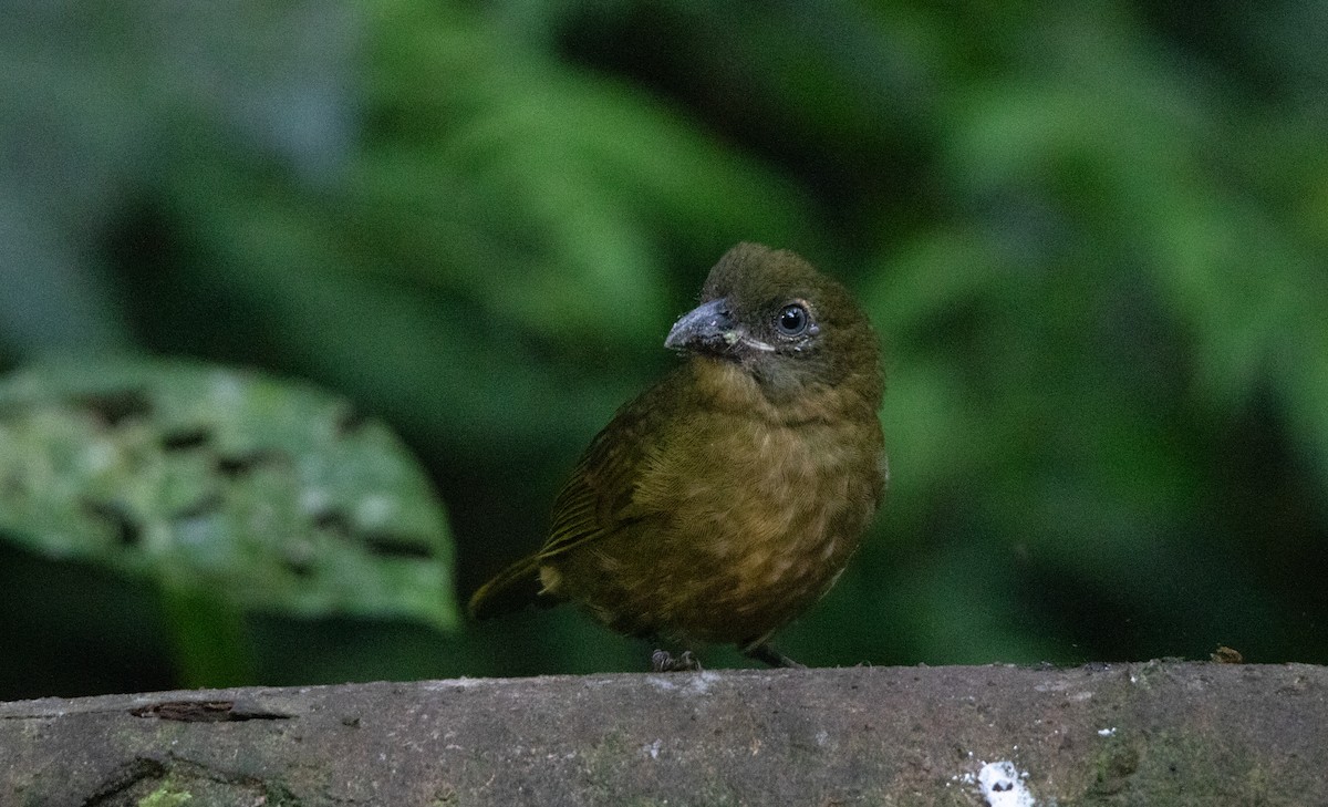 Ochre-breasted Tanager - ML644657767