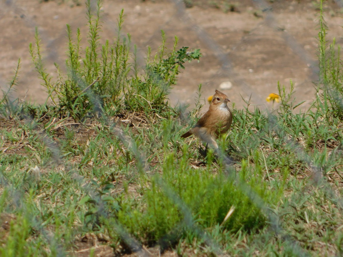 Crested Hornero - ML644657786