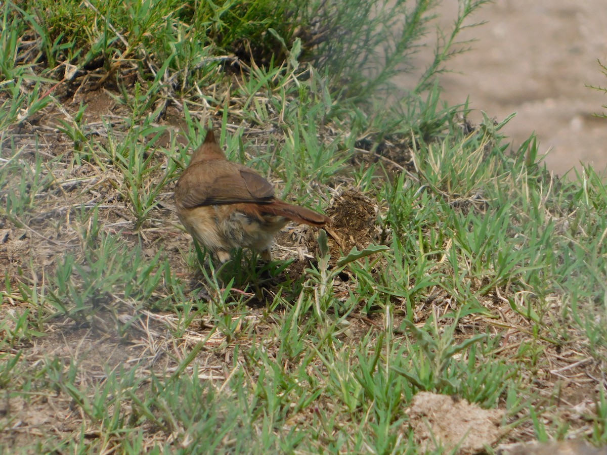 Crested Hornero - ML644657787