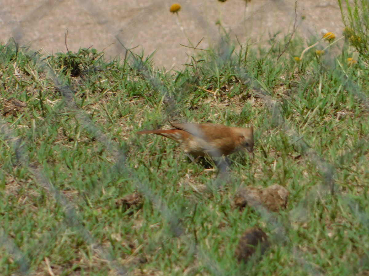 Crested Hornero - ML644657788