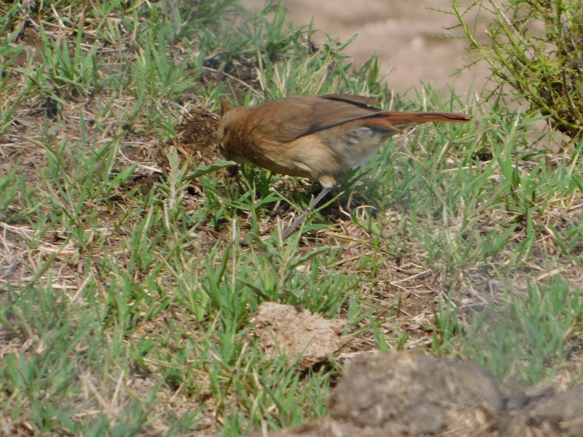 Crested Hornero - ML644657789